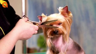 How to Cut a Dog's Hair? | How to Cut Dog Hair With Scissors At Home | Cut Your Dog's Hair At Home ✂️ #cutdoghaier #CutDogHairWithScissors #doghaircutkitchenscissors   #animalvised #doghair Visit to Our Website http://animalvised.com/
