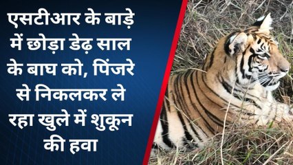 सोहागपुर : बाघ के शावक को मिली एसटीआर के बाड़े में जगह