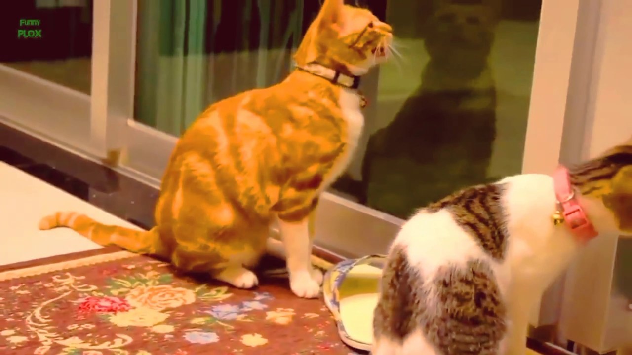 Cute house cat
