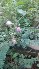 Memusa pedusa atau putri malu