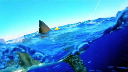 Why Sharks Get Creepier as You Go Deeper