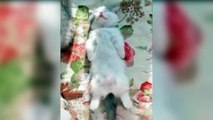 Cute cats and funny cat videos collection