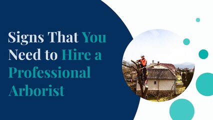 Signs That You Need to Hire a Professional Arborist