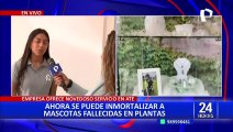 Ate: crematorio ofrece prolongar vida de mascotas fallecidas a través de una planta