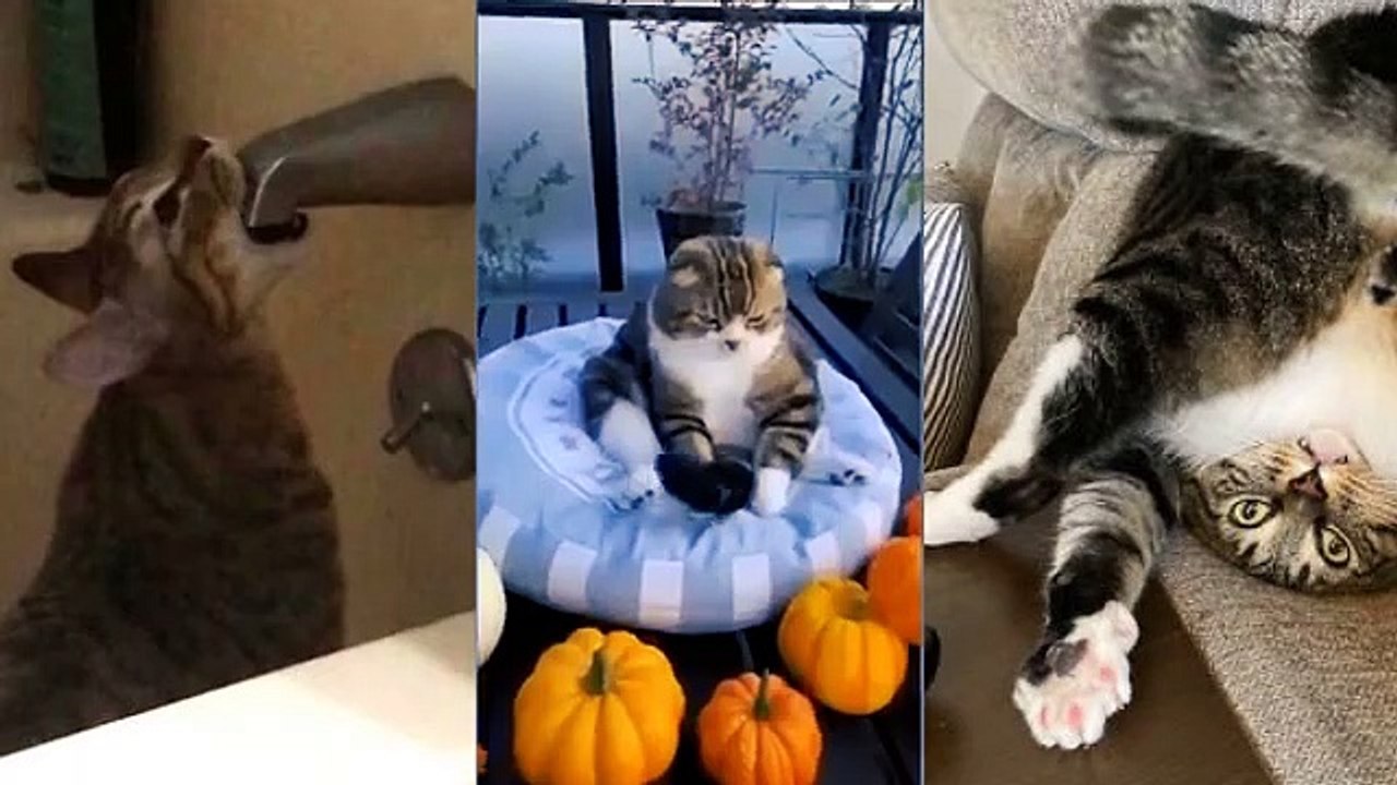 animals funny video cat