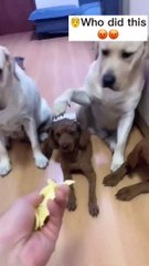 LOL - Dog blaming to his Friend