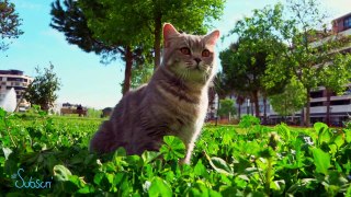 Cute & Adorable Cute Cats with Relaxing Music 14