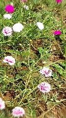 Hidup Itu Seperti Cermin