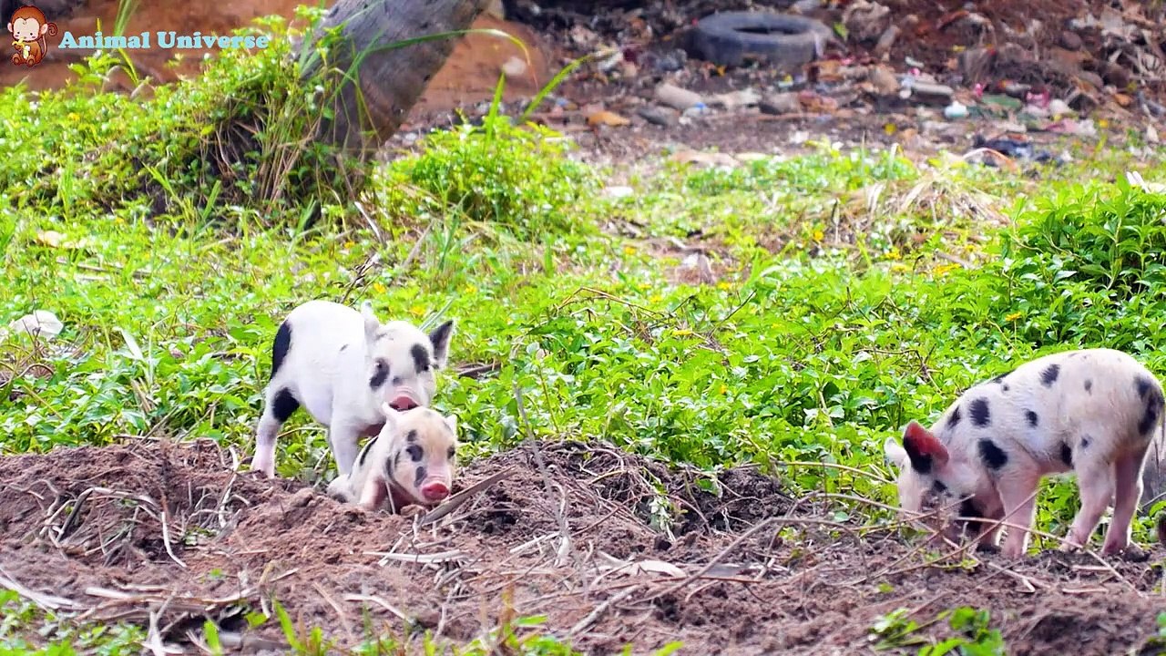 Animals with humans  cows, cats, horses, goats, chickens, dogs, monkeys, sheep