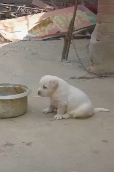 Best Funny Animal Videos 2022 - Funniest Cats And Dogs Video