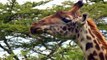 Waterhole - Africa's Animal Oasis - Se1 - Ep03 HD Watch HD Deutsch