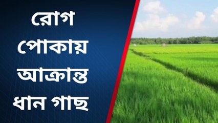 দঃদিনাজপুরঃ রোগ পোকায় আক্রান্ত ধান গাছ, সমস্যায় চাষিরা