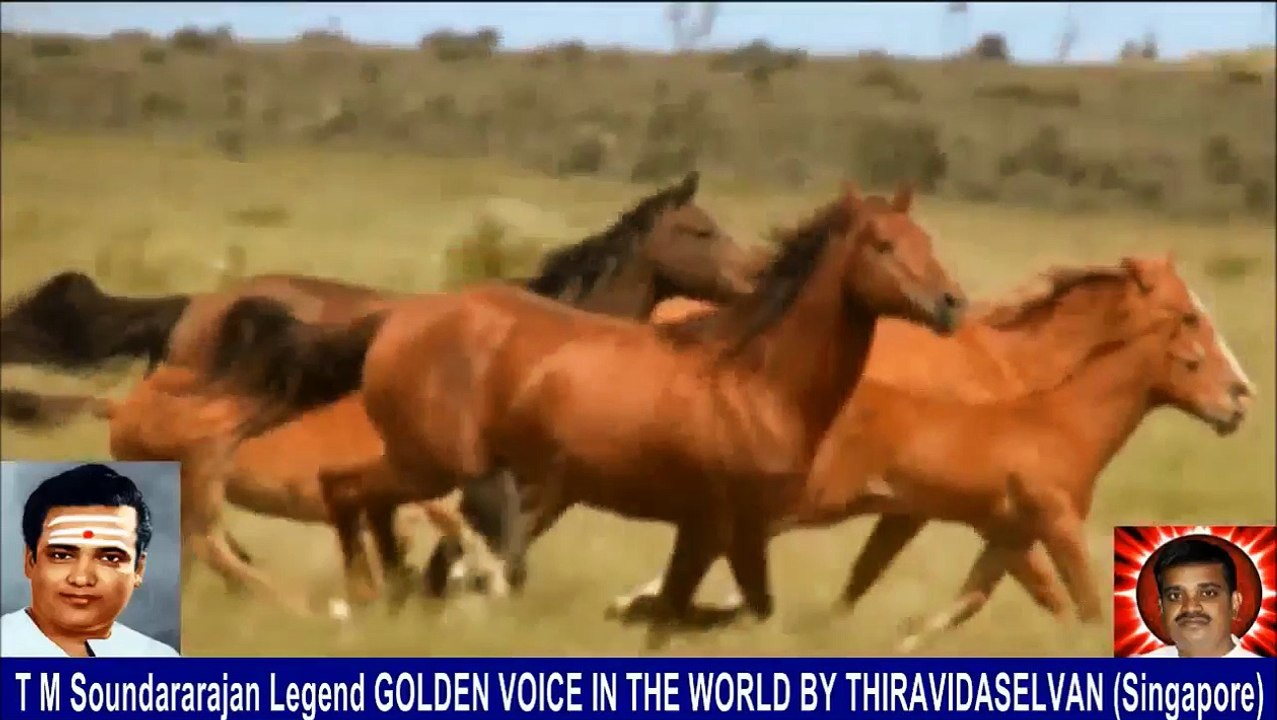 Old Is Gold (evergreen) T M Soundararajan Legend Vol 234 Horse Song 7