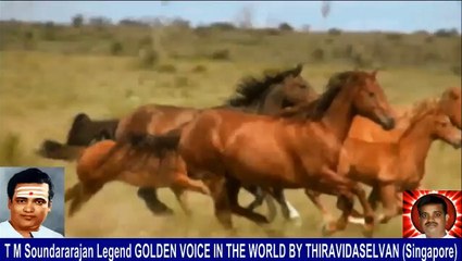 Old Is Gold (evergreen) T M Soundararajan Legend Vol 237 Horse Song 10