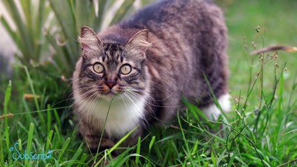 Cute & Adorable Cute Cats with Relaxing Music 6