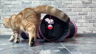 Cute & Adorable Cute Cats with Relaxing Music 5