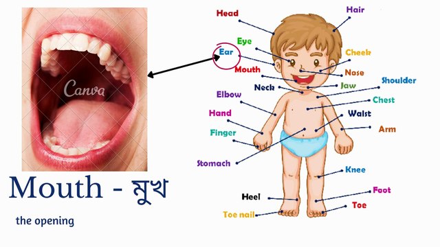 Learn Body Parts in English Learn Human body Parts for the body in English Preschool Learning