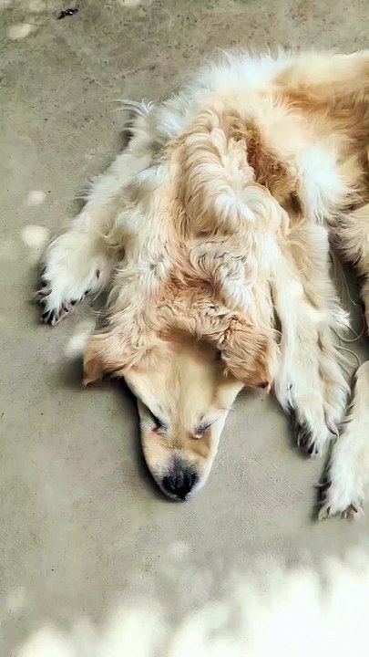 Chien mort transformé en tapis