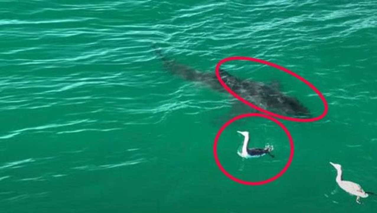 Azgın köpekbalığı ve minik kuş, hırçın sularda kafa kafaya geldi! Sonunda bakın ne oldu