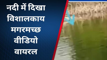 बड़वानी : नदी में दिखा विशाल मगरमच्छ , सोशल मीडिया पर वीडियो हुआ वायरल