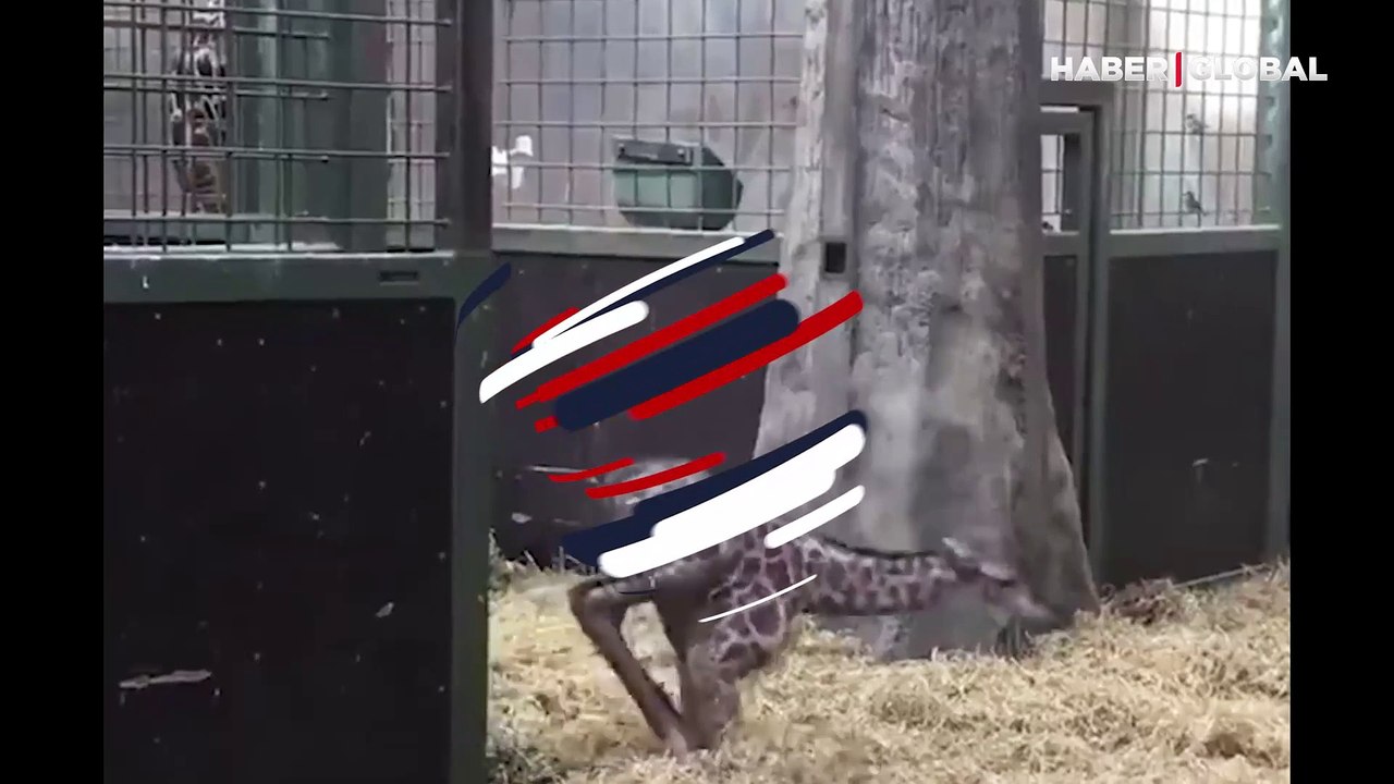 Yavru zürafanın ilk adımları yürekleri ısıttı