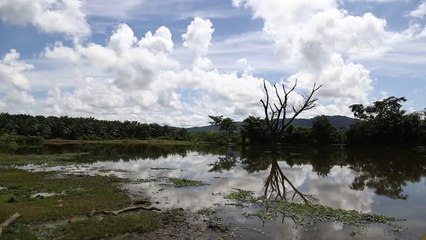 Kolombiya'da flora ve faunayı koruma odaklı palmiye çiftliği
