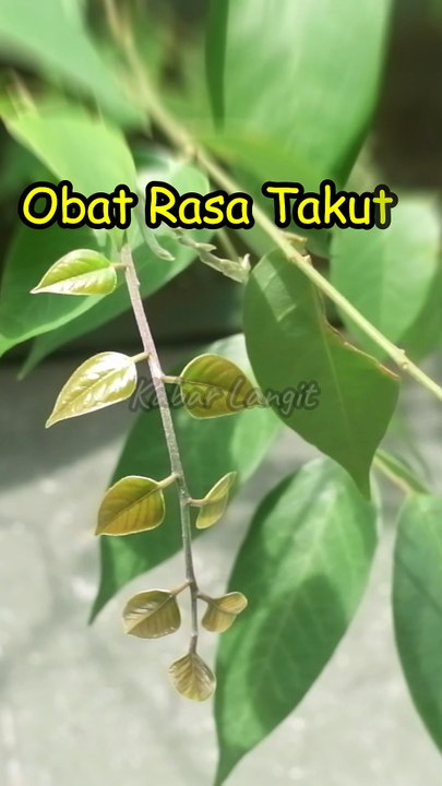 Ternyata Inilah Obat Rasa Takut
