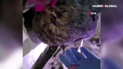Görenler şaştı kaldı: Tavuğun altından yumurta yerine bakın ne çıktı!