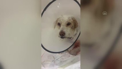 Tek gözü görmeyen köpeğe katarakt ameliyatı yapıldı