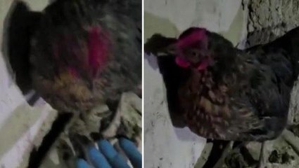 Konya'da şaşkınlık yaratan operasyon! Tavuğu kaldıran polisler yumurta yerine uyuşturucu buldu