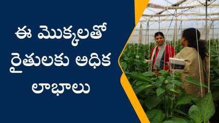 ఆలేరు: పువ్వుల తోటల సాగుతో అధిక లాభాలు