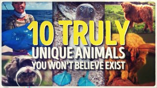 10 Unique Animals You Won’t Believe Exist