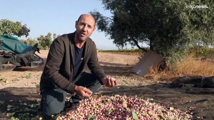 La apuesta de España por el nuevo "oro verde" la convierte en líder de Europa produciendo pistacho