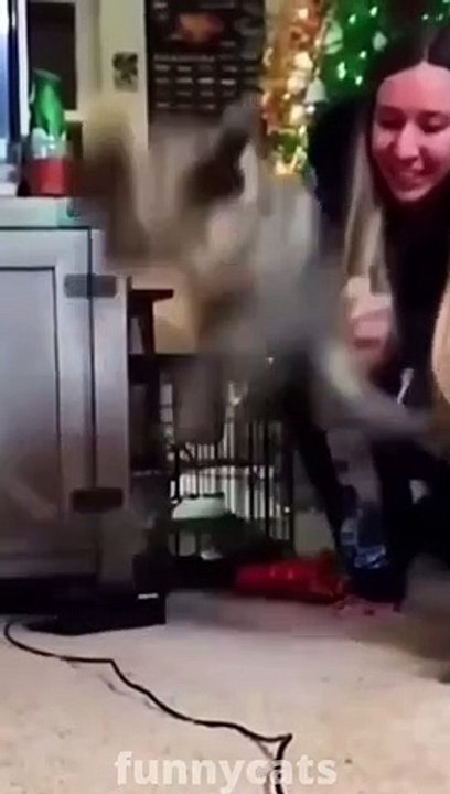 Funny Animal Compilation
