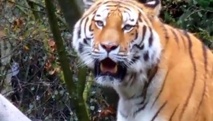 SOME ANIMALS AND THEIR SOUNDS