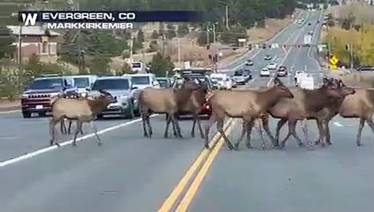 Alces no Colorado