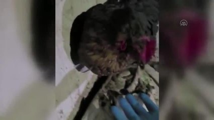 Kümese uyuşturucu sakladıkları öne sürülen 2 zanlı tutuklandı