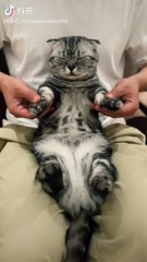 Cat dancing like cat tok #cat #animal #funny