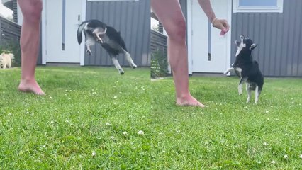 Happy chihuahua can't stop showing off his gymnast side while playing with owner