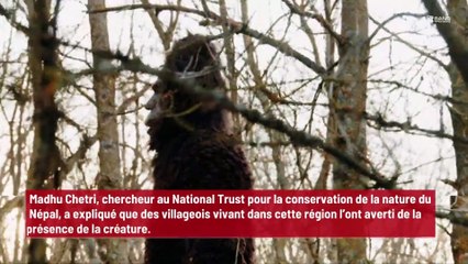 Yéti : de nouvelles photos de traces de pas sèment le doute !