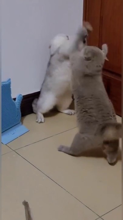 Funny Cat Fight