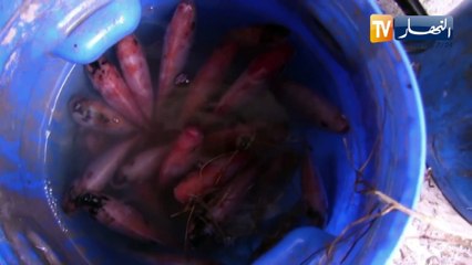 الطارف: مزرعة نموذجية لتربية الأسماك.. من فكرة إلى مشروع بسواعد الشباب