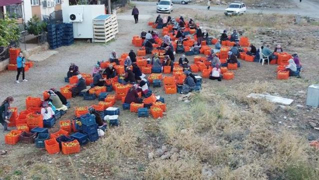 Yaşının kilosu 15 liradan, kurusu 150 TL'den satılıyor! Bu meyve bir ilçenin geçim kaynağı oldu