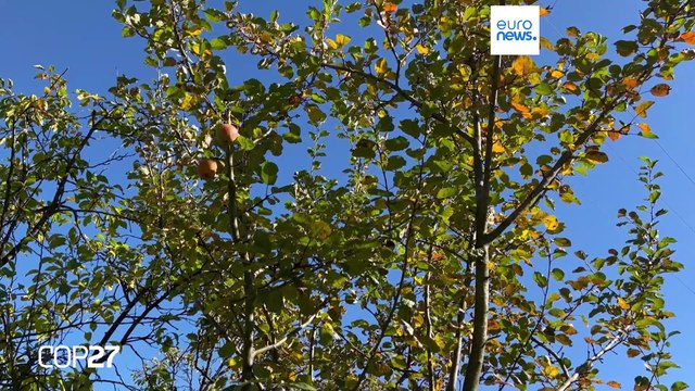 Why so many Polish farmers are embracing agroforestry