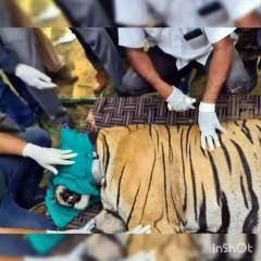फिर एक बार मुकुंदरा का राजा बना रणथम्भौर का बाघ