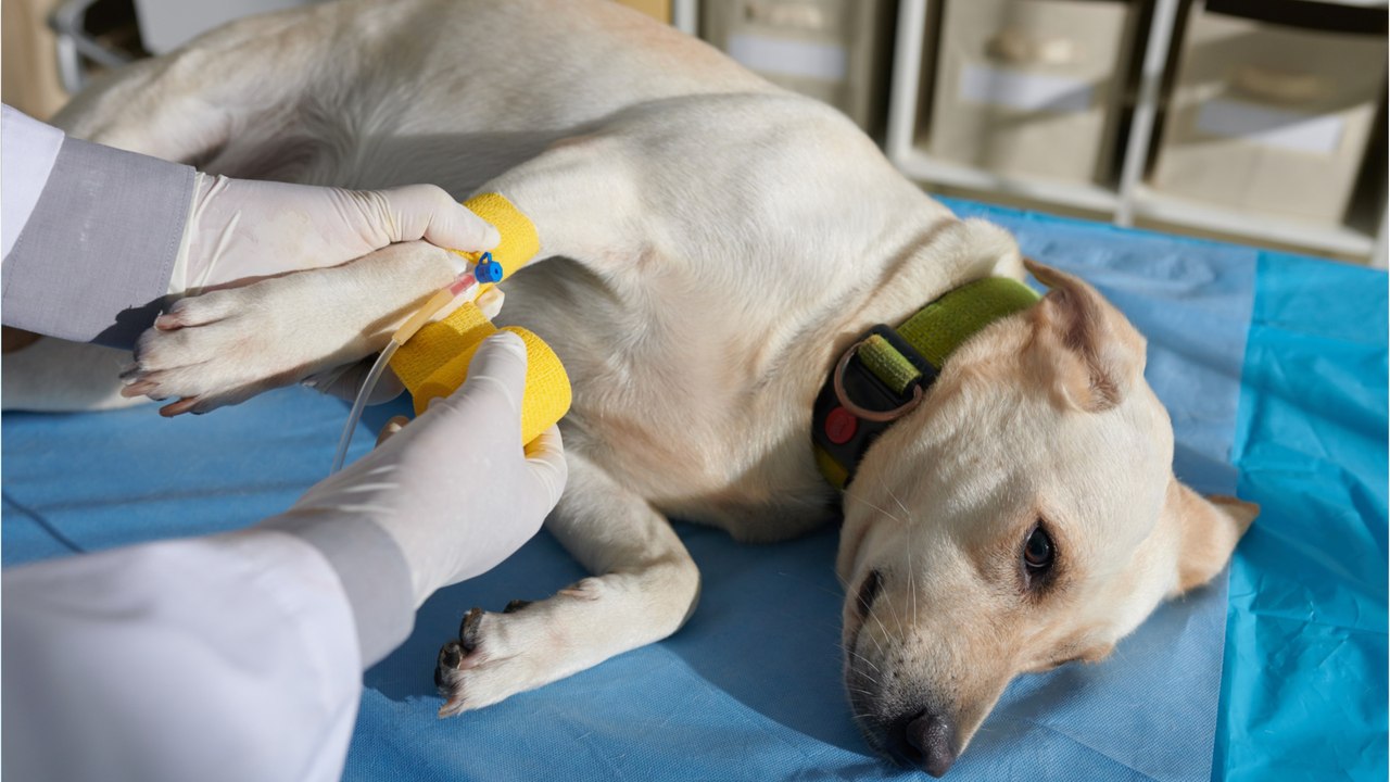 Shot and dumped to die: owners’ gut-wrenching c...
