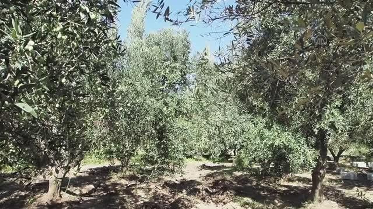 BALIKESİR - Ulusal Zeytin ve Zeytinyağı Konseyi Başkanı Tan'dan 2022-2023 rekolte tahmini açıklaması