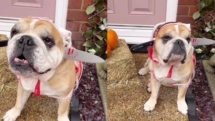 Cute Bulldog wearing a 'knife thru head' headband is the Halloween moment you just can't miss