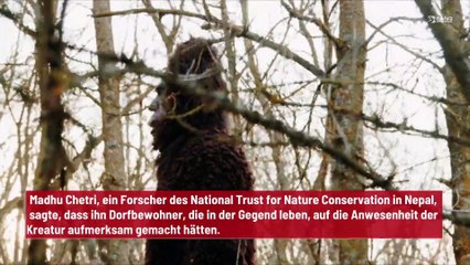 Neue Yeti-Fotos von Fußabdrücken