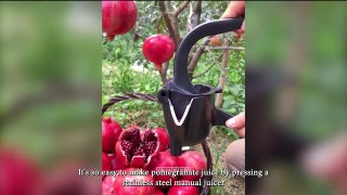 Fresh Fruit Cutting Oddly Satisfying Fruit Cutting v04